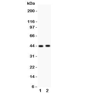E2F4 Antibody