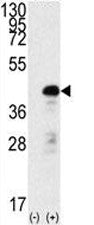SOX2 Antibody