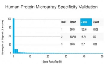 DDX41 Antibody