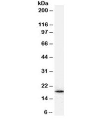 ARF1 Antibody