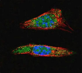 SUMO1 Antibody