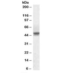 Western blot testing of human testis lysate with SEPT6 antibody at 1ug/ml. Predicted molecular weigh
