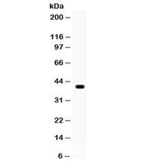 WNT1 Antibody