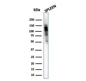 CD11b Antibody / MAC-1