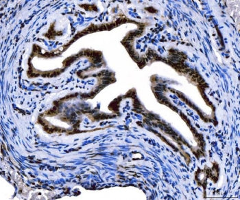 IHC staining of FFPE mouse ovary tissue with FOXL2 antibody. HIER: boil tissue sections in pH8 EDTA 