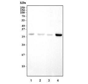 Western blot testing of 1) rat liver, 2) rat kidney, 3) mouse liver and 4) mouse kidney tissue lysat
