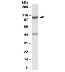 COG1 Antibody