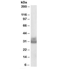 Cathepsin F Antibody