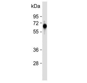 FPGS Antibody / Folylpolyglutamate synthase