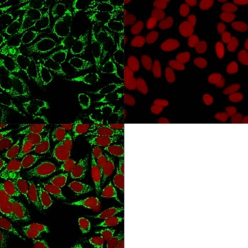 Immunofluorescent staining of methanol-fixed human HeLa cells with HIF1 alpha antibody (green) and R