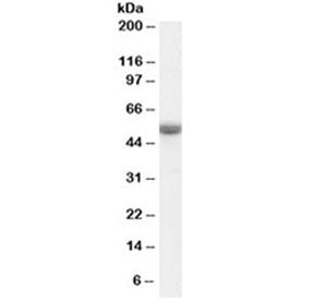 TRAF2 Antibody