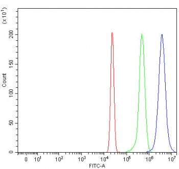 RTEL1 Antibody / Regulator of telomere elongation helicase 1