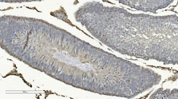 Cox8a Antibody