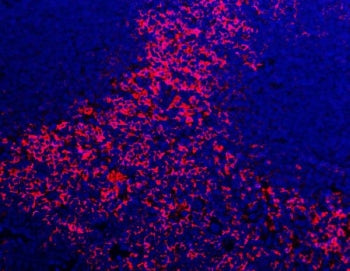 Immunofluorescent staining of FFPE mouse spleen tissue with Adgre1 antibody (red) and DAPI nuclear s