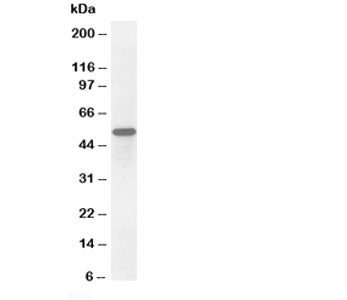 Secretogranin 3 Antibody