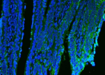 CD9 Antibody