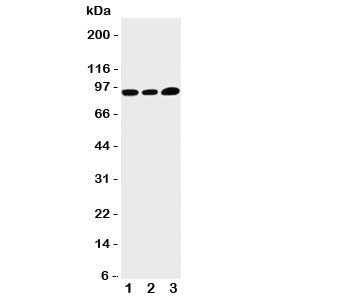 TRPV3 Antibody