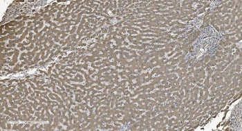 SHMT Antibody / SHMT1