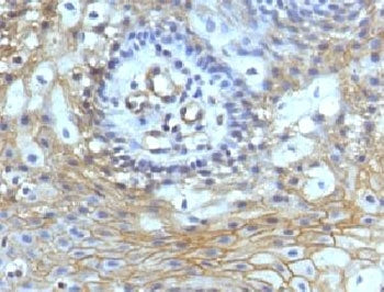 CD59 Antibody