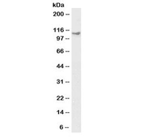 Western blot of HeLa lysate with biotinylated KIF5B antibody at 1ug/ml. Predicted molecular weight: 