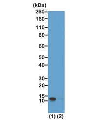 Histone H4 Antibody (pSer1)