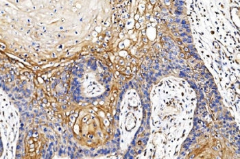 POR Antibody / CYPOR / Cytochrome P450 Oxidoreductase