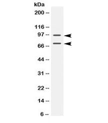 Western blot testing of mouse testis lysate with PML antibody at 0.5ug/ml. Expected molecular weight