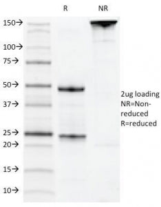 CD22 Antibody