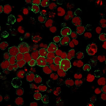 Immunofluorescent staining of human MOLT-4 cells with CD2 antibody (clone BH1, green) and Reddot nuc