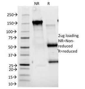 SDS-PAGE Analysis of Purified, BSA-Free CD25 Antibody (clone 143-13). Confirmation of Integrity and 