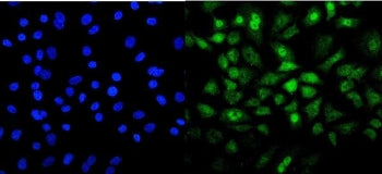 Mesp2 Antibody