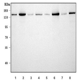 Western blot testing of 1) rat liver, 2) rat testis, 3) rat brain, 4) rat RH35, 5) mouse liver, 6) m