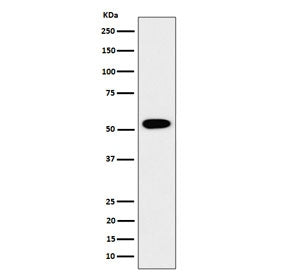 GRSF1 Antibody / G-rich sequence factor 1