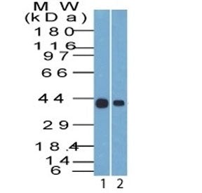 Western blot testing of human 1) HepG2 and 2) MCF7 cell lysate with Cytokeratin 19 antibody (clone A