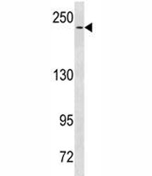 NOTCH3 Antibody