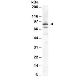 Ku80 Antibody