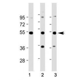 STK25 Antibody