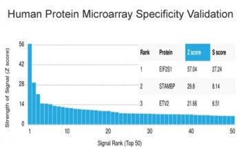 EIF2A Antibody / EIF2S1