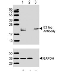 E2 tag Antibody
