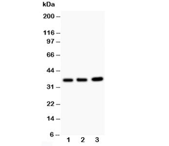 TNFAIP1 Antibody