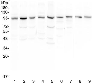 RALBP1 Antibody