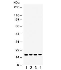 CENPA Antibody