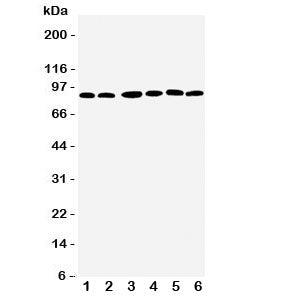 RSK1 Antibody