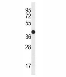 CD271 Antibody