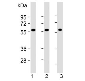 Western blot testing of human 1) cerebellum, 2) U-251 MG and 3) U-87 MG lysate with SHC2 antibody at