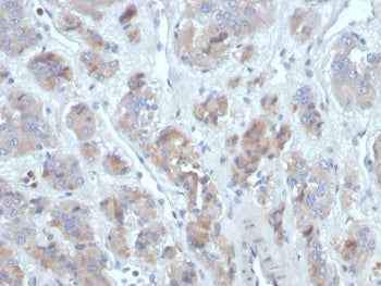 IHC staining of FFPE human adrenal gland tissue with CCL18 antibody (clone CCL18/3744). HIER: boil t