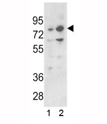 PLZF Antibody