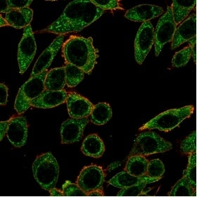 Immunofluorescent staining of PFA-fixed human HeLa cells using PRMT7 antibody (green, clone PCRP-PRM