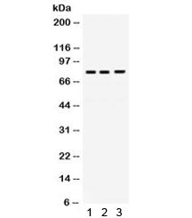 Western blot testing of 1) rat liver, 2) human HeLa and 3) human SW620 lysate with DNA polymerase et
