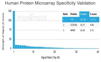 Tyrosinase Antibody / TYR